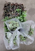 Assorted Tradescantia